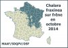 Carte_de_presence_maladie_Chalarose frene-octobre-2014.jpg