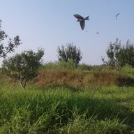 sapyran
