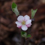 mon jardin d'éden